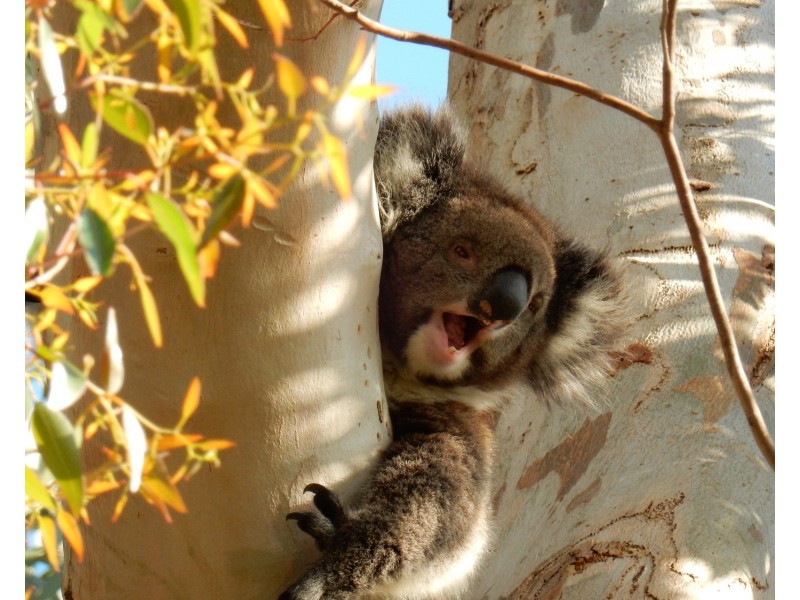 14 Mount Torrens Road, Lobethal SA 5241