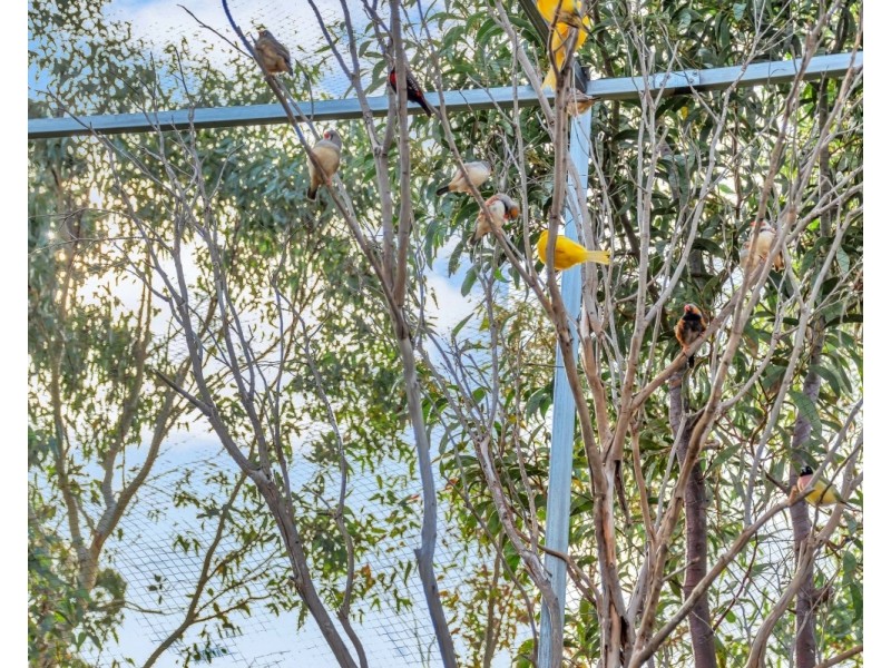 18 Siding Court, Mount Barker SA 5251