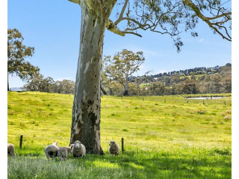 147A & 147 Sheoak Hill Road, Mount Torrens SA 5244