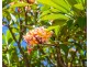 1 Hardy Street, Goodwood SA 5034