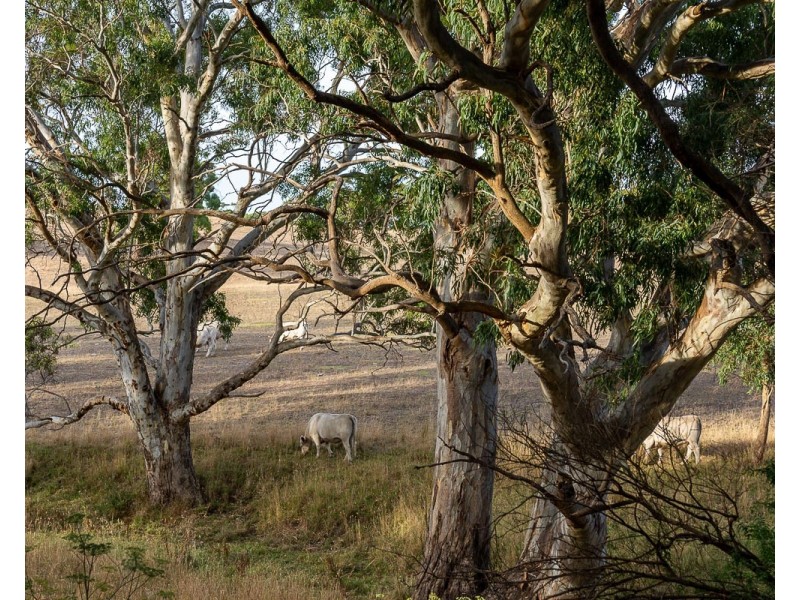 Lot 51 Pursell Road, Bugle Ranges SA 5251