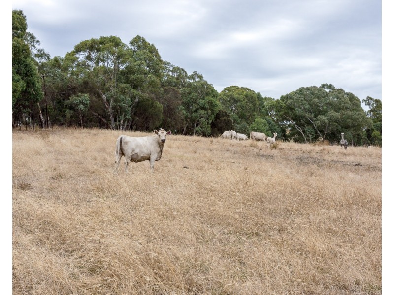 Lot 51 Pursell Road, Bugle Ranges SA 5251