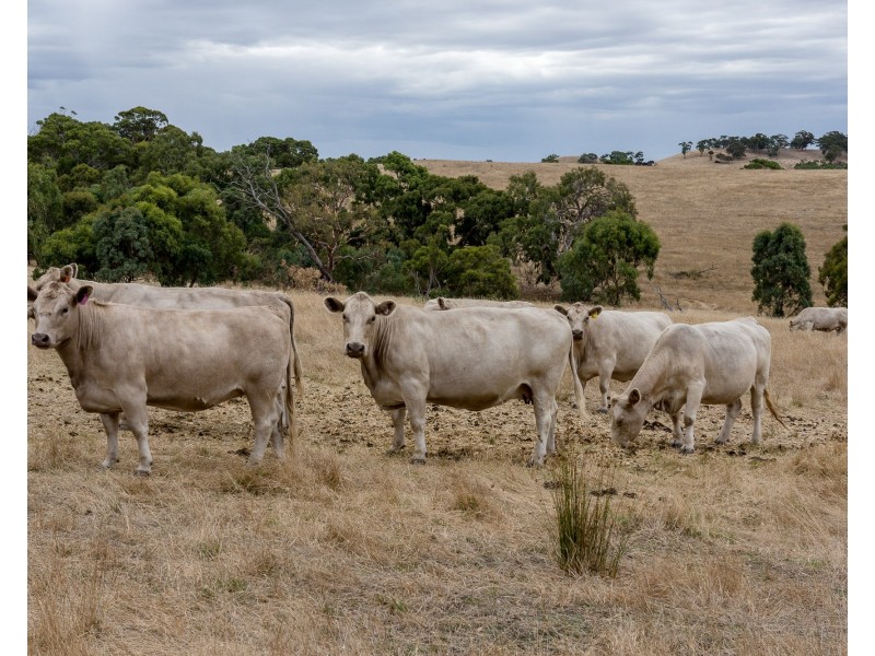 Lot 51 Pursell Road, Bugle Ranges SA 5251