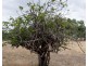Lot 51 Pursell Road, Bugle Ranges SA 5251
