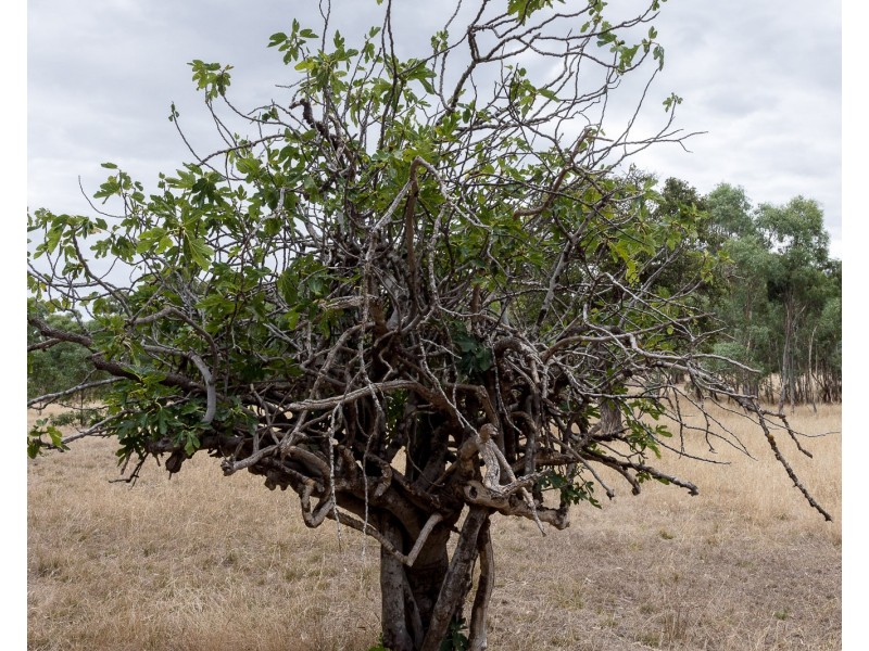 Lot 51 Pursell Road, Bugle Ranges SA 5251