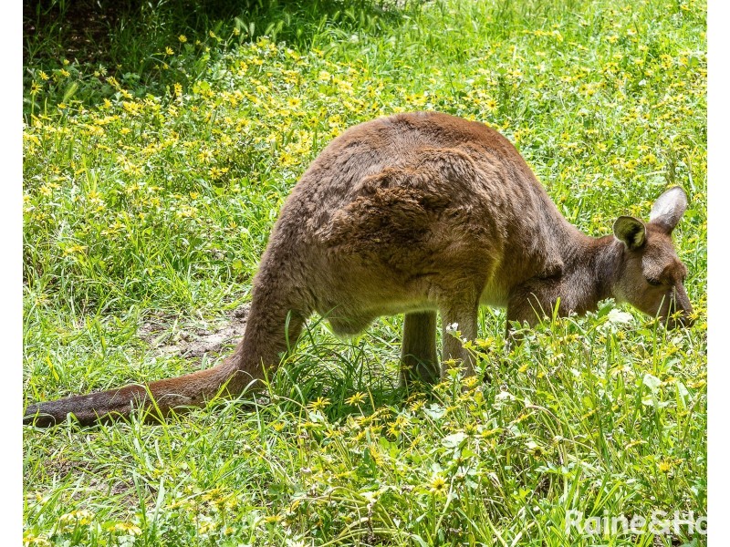 267 Phillips Road, Hope Forest SA 5172