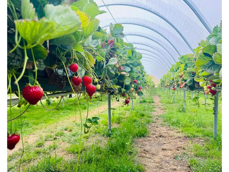 60 Swamp Road, Uraidla SA 5142