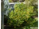 15 Fowler Street, Woodside SA 5244