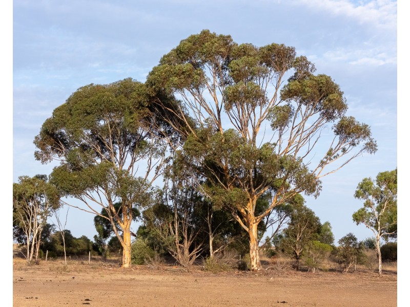 16 Helen Court, Strathalbyn SA 5255