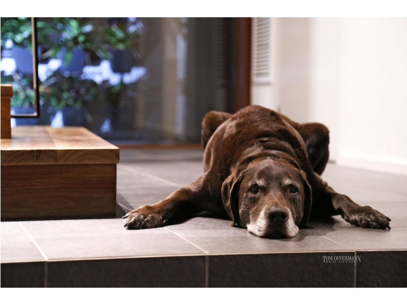 15 Wild Apple Court, Noosa Heads QLD 4567