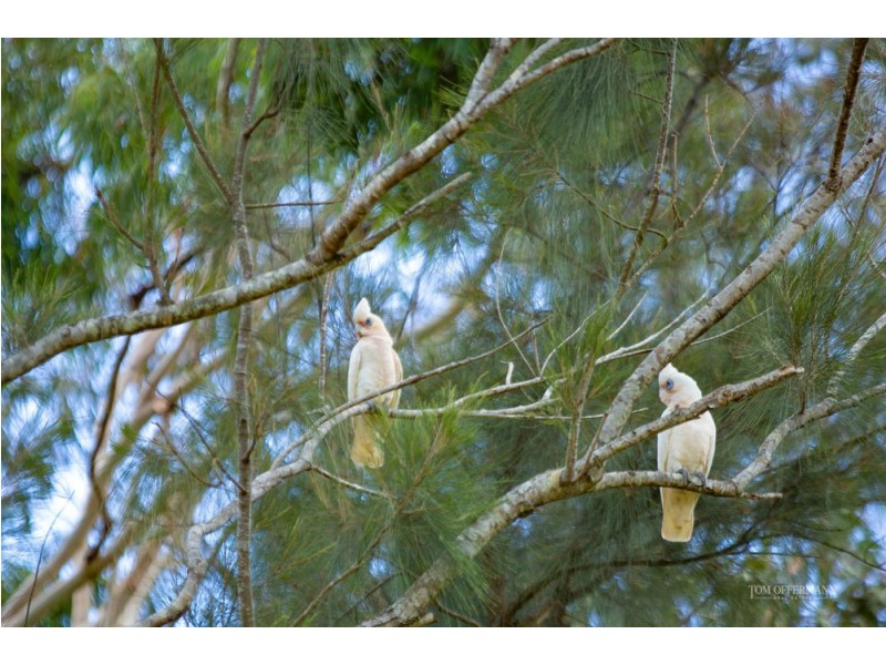 11 Ely Street, Noosaville QLD 4566