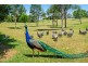 491 Cooroy Mountain Road, Cooroy Mountain QLD 4563