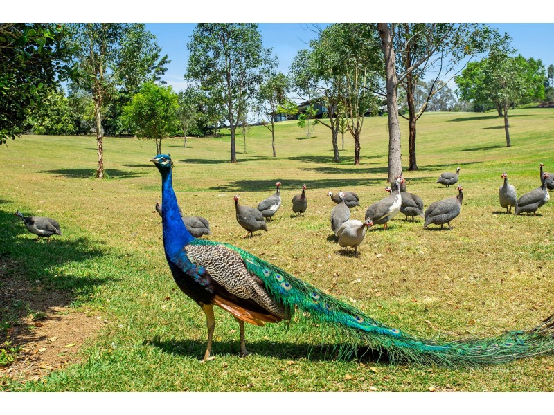 491 Cooroy Mountain Road, Cooroy Mountain QLD 4563