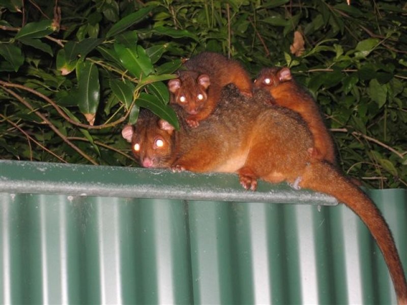 100 Pacific Ave, Sunshine Beach QLD 4567