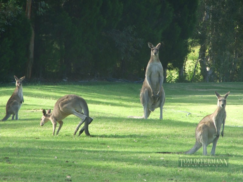 15 Beach Road, Noosa North Shore QLD 4565
