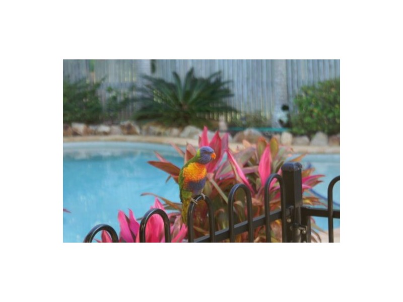 20 Driver Court, Tewantin QLD 4565