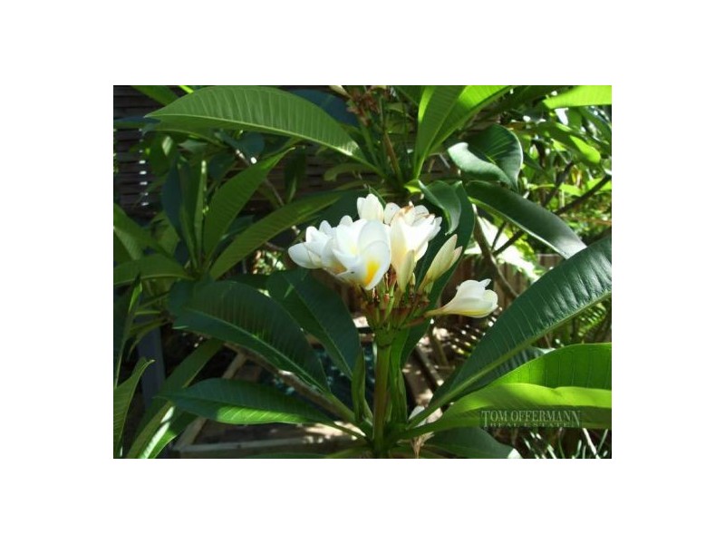 220 Edwards St, Sunshine Beach QLD 4567