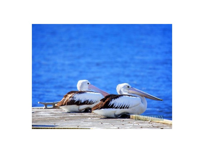 41 Hilton Esplanade, Tewantin QLD 4565