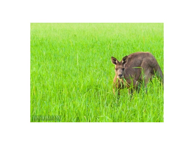 11 Littleridge Court, Doonan QLD 4562