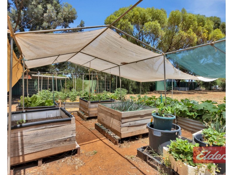 15 Ronda Avenue, Roseworthy SA 5371