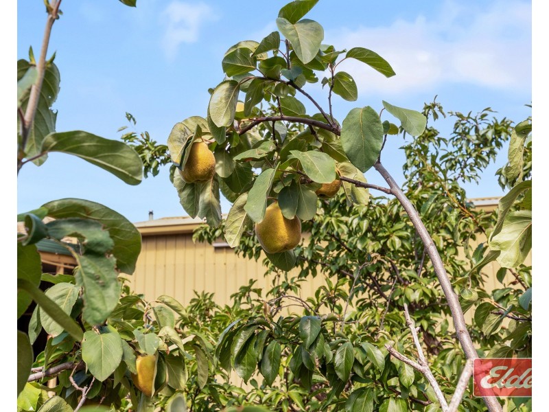 6 Barber Street, Willaston SA 5118