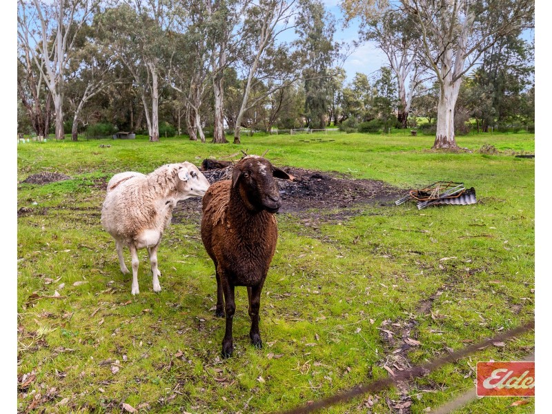 40 Austin Crescent, Cockatoo Valley SA 5351