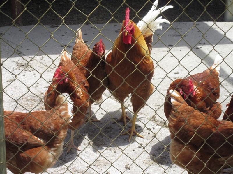 3379 Victor Harbor Road, Mount Jagged SA 5211