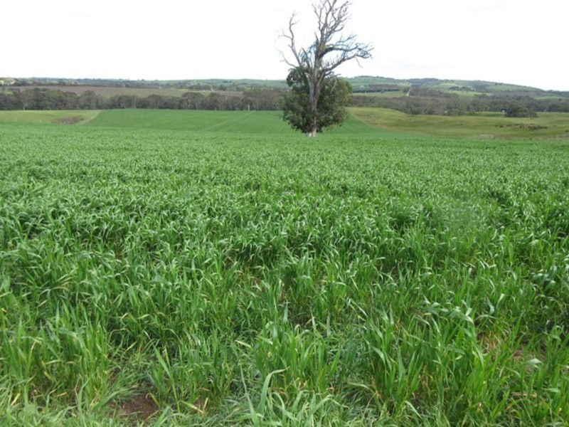 Lots/1 & 2 off Langrehr Road, Finniss SA 5255