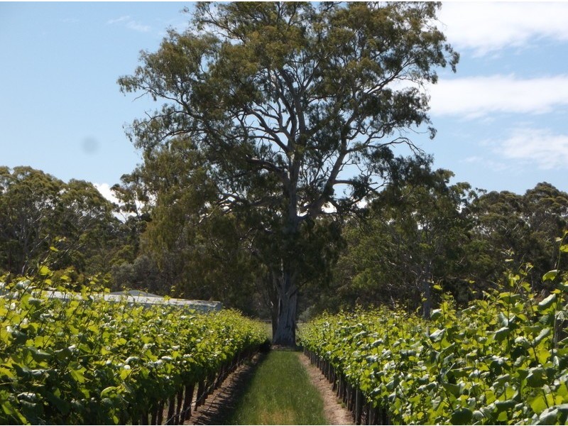 57 Glory Road, Kangarilla SA 5157