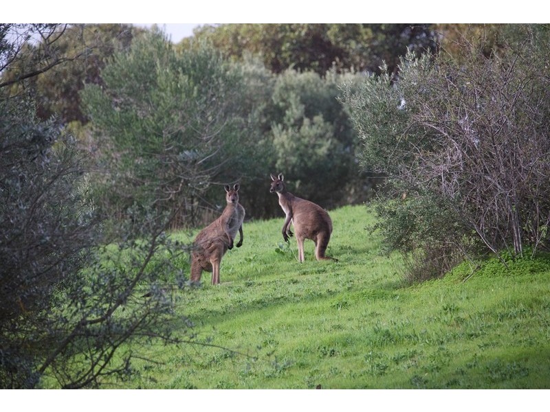 19 Quarry Road, Willunga South SA 5172
