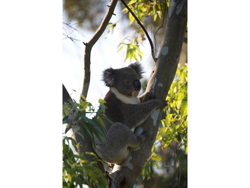 19 Quarry Road, Willunga South SA 5172