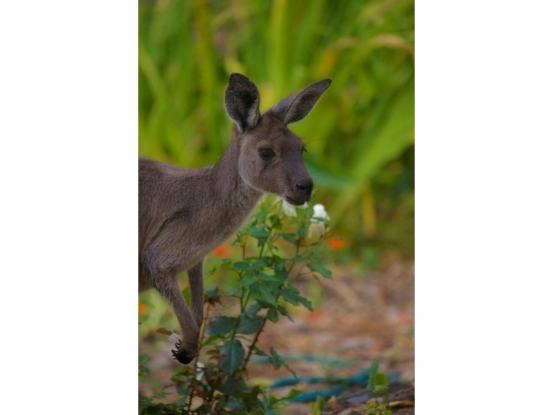 19 Quarry Road, Willunga South SA 5172