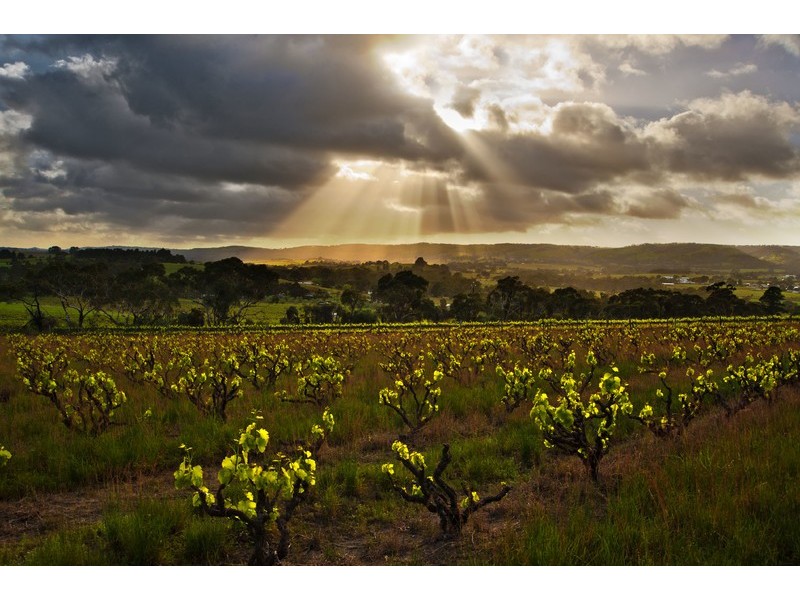 7 Settlement Road, Mclaren Flat SA 5171