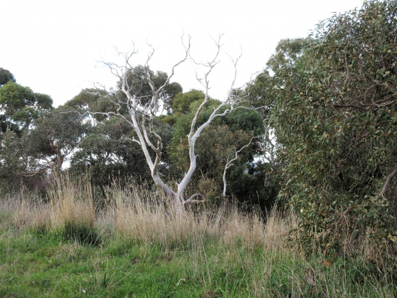 158 Ridge Road, Nangkita SA 5210