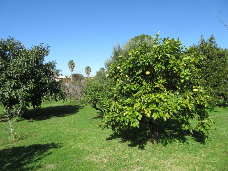 31 Elizabeth Street, Old Noarlunga SA 5168