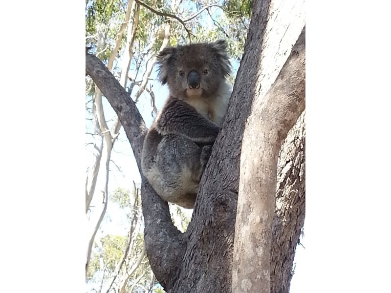 111 Sheoak Road, Belair SA 5052