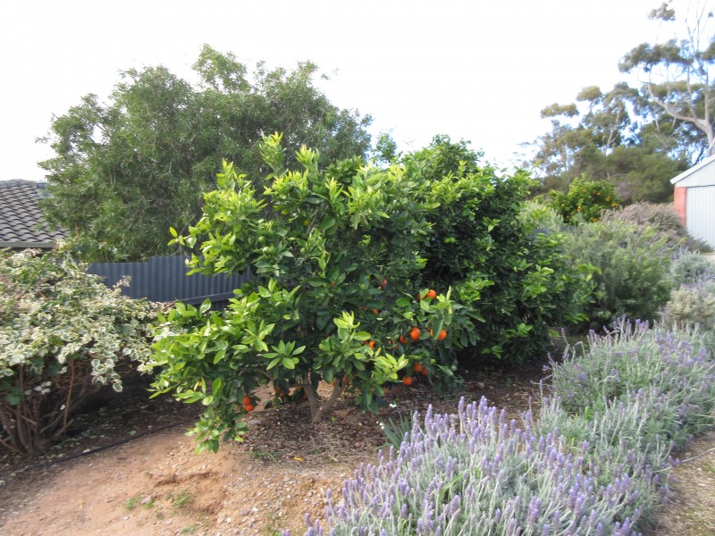 7 James Avenue, Normanville SA 5204