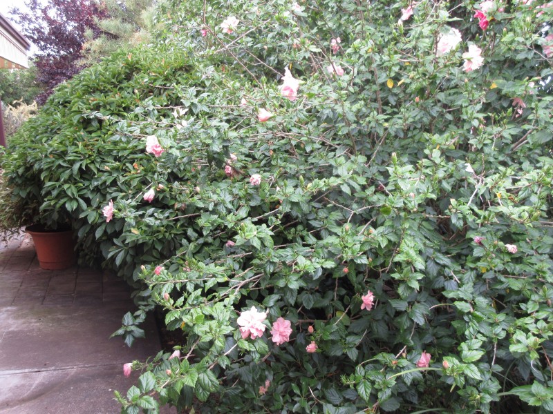 6 Chapman Avenue, Mclaren Vale SA 5171