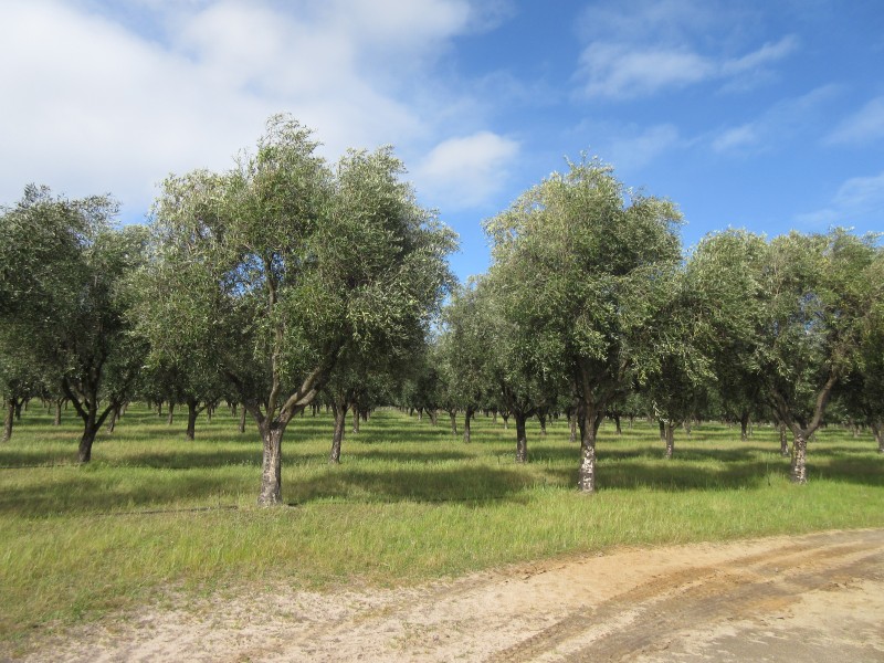 2216 Bull Creek Road, Tooperang SA 5255