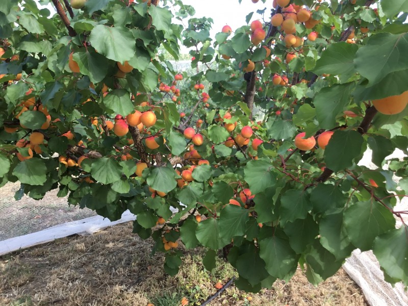 4/15 Button Road, Sellicks Beach SA 5174