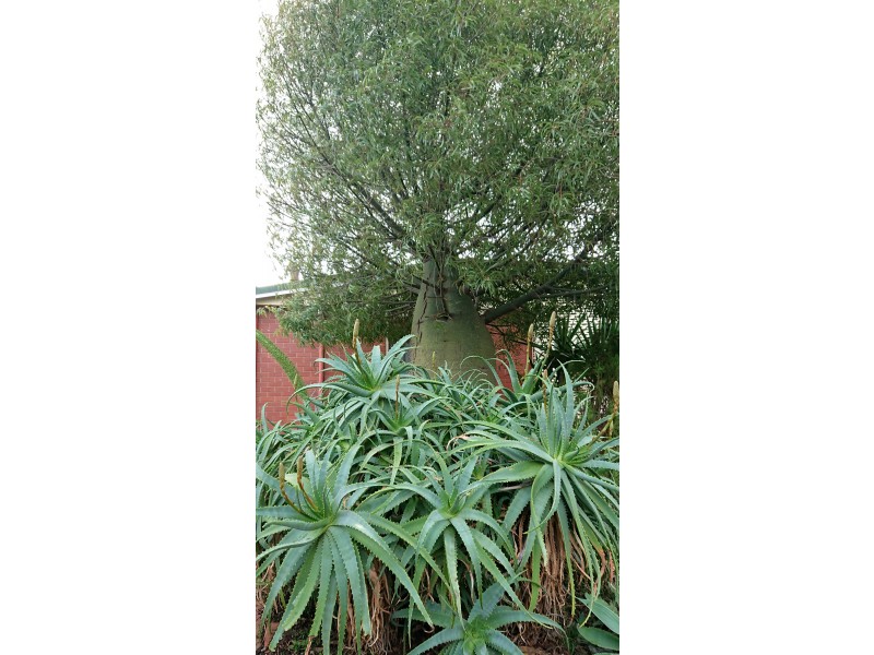 29 Paringa Parade, Old Noarlunga SA 5168