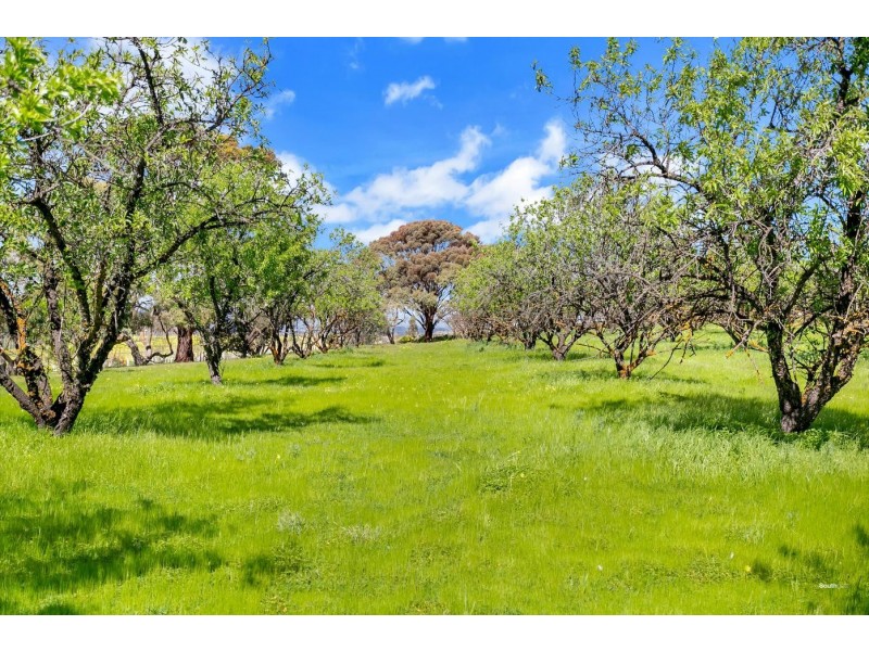 45 Sheoak Road, Mclaren Vale SA 5171