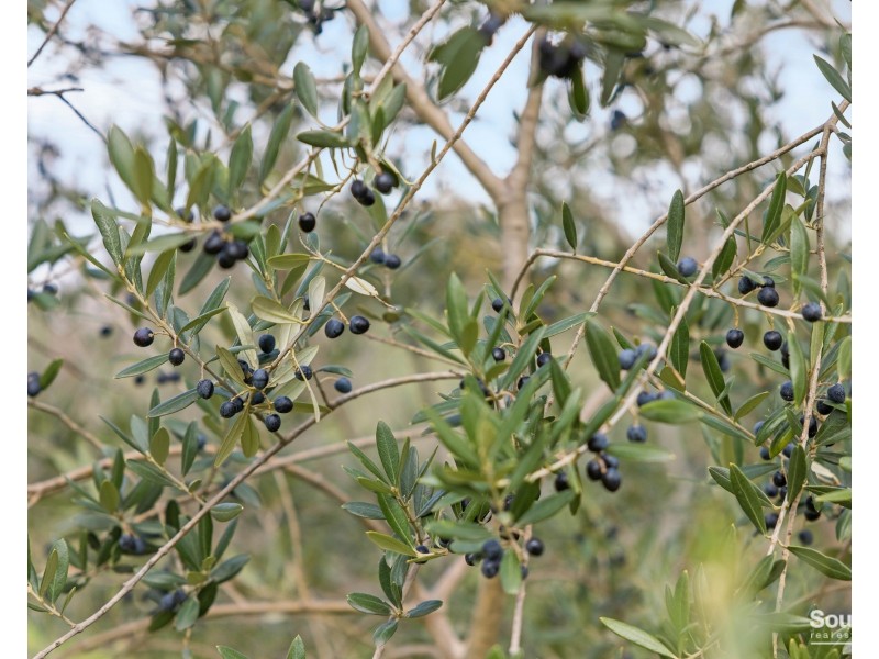 3737 Main South Road, Sellicks Hill SA 5174