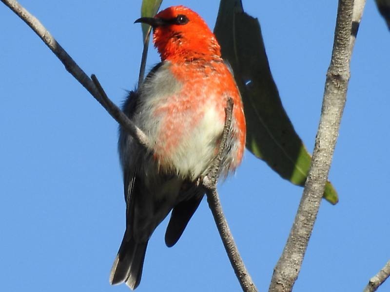 Lot 33/1 Orchid Avenue, Tinnanbar QLD 4650