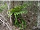 Kilkivan QLD 4600