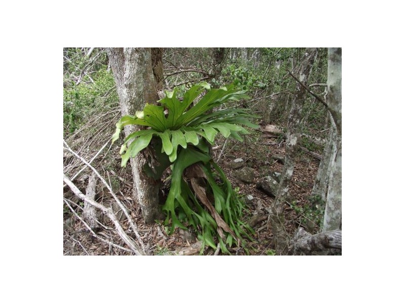 Kilkivan QLD 4600