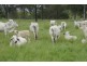 Glastonbury QLD 4570