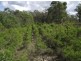 Bauple QLD 4650