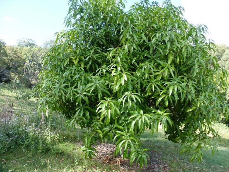 Cedar Pocket QLD 4570