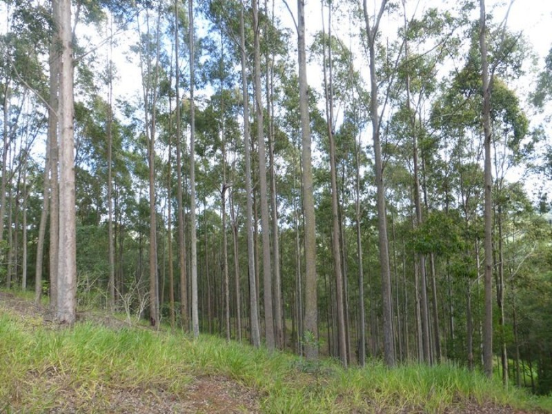 Cedar Pocket QLD 4570